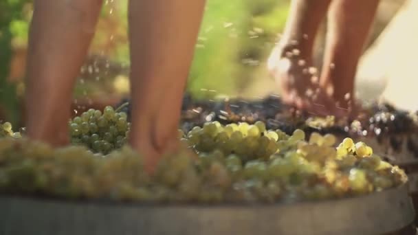 Две пары мужских ног топчут виноград на винодельне, производя вино
 - Кадры, видео