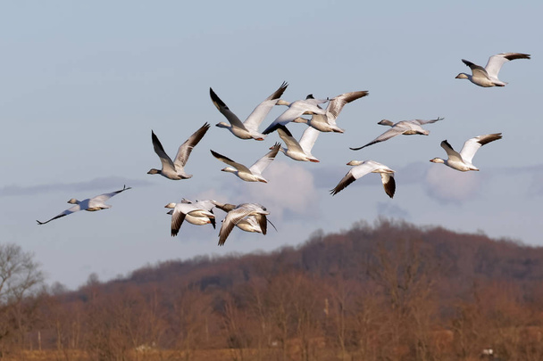 Migrating Snow Geese in Flight - Photo, Image