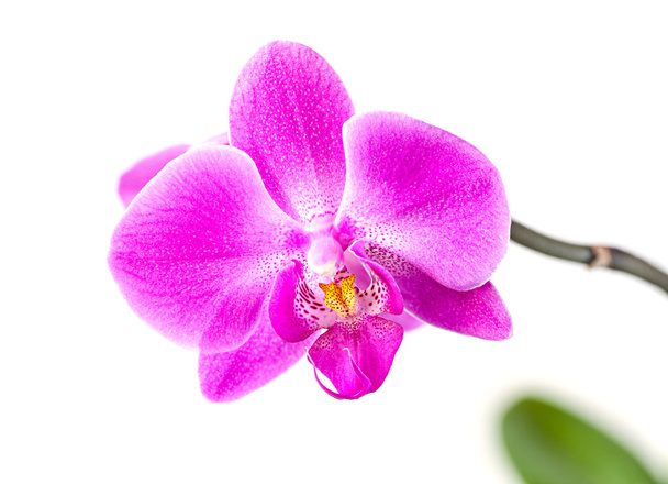 Orquídea rosa em branco
 - Foto, Imagem