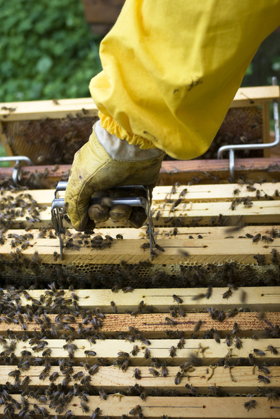 Бджоляр робочих
 - Фото, зображення