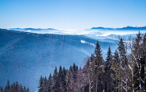 Porannej mgle. Zimowy śnieżny krajobraz w Karpatach. Dzikiej przyrody w Europie Wschodniej - Zdjęcie, obraz