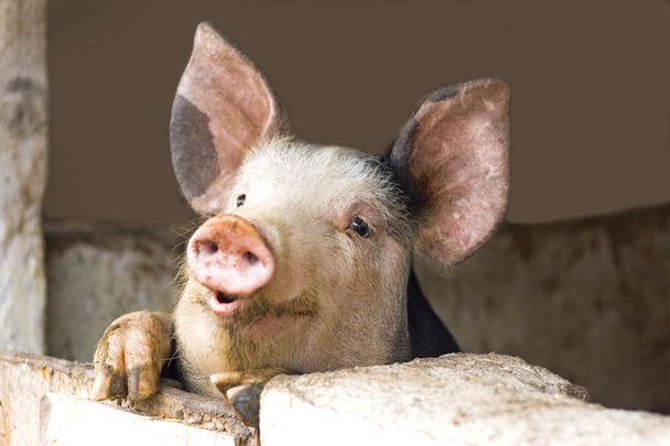 Цікаво милий свиней
 - Фото, зображення