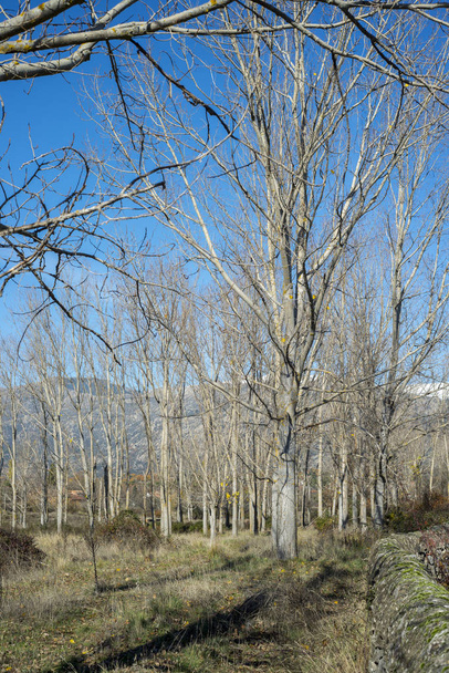 Poplar groves next to the Fuentiduena stream on its way through the city of Cerceda, in the province of Madrid, Spain. In the background it can be seen The Guadarrama Mountains - Photo, Image