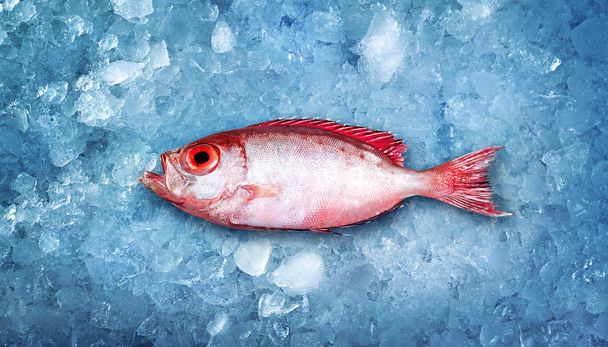 Рекламная фотография рыбы, лежащей на льду
 - Фото, изображение