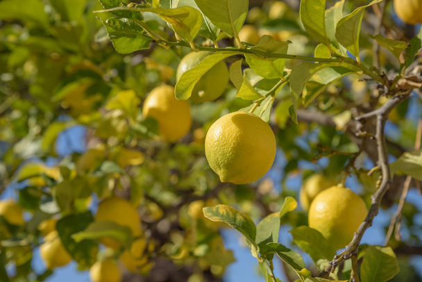Vista ravvicinata dell'albero di limone alla luce del sole con raccolto di limoni maturi
 - Foto, immagini