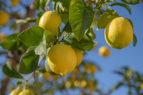 Vista ravvicinata dell'albero di limone alla luce del sole con raccolto di limoni maturi
 - Foto, immagini