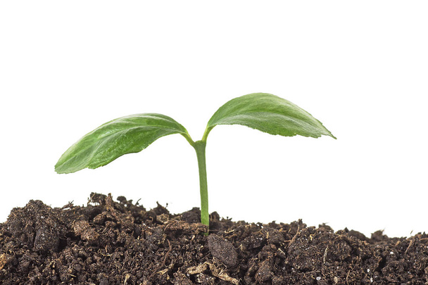 Plant boom groeiende zaailing in bodem, geïsoleerd, witte achtergrond - Foto, afbeelding