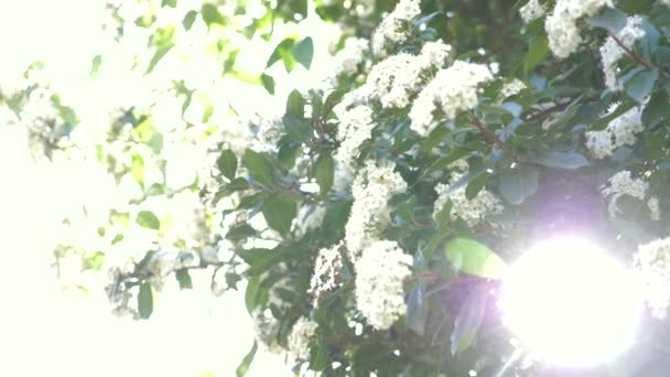 arbusto Viburnum tinus en un día soleado y ventoso. bengala solar, 4k, cámara lenta, floración
 - Metraje, vídeo