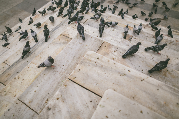 Güvercinler - Fotoğraf, Görsel