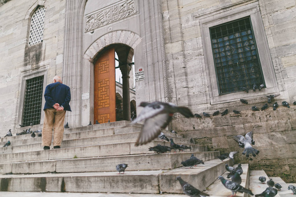 pigeons - Fotoğraf, Görsel