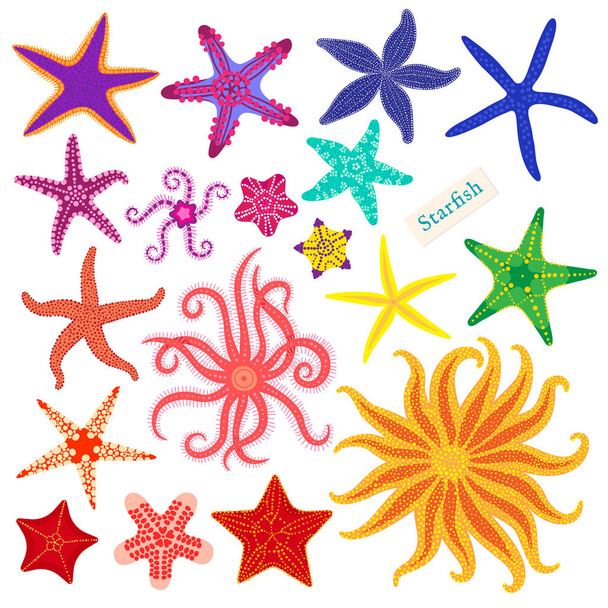 Estrellas marinas puestas. Estrella de mar multicolor sobre un fondo blanco. Starfishes animal invertebrado bajo el agua. Ilustración vectorial
 - Vector, imagen