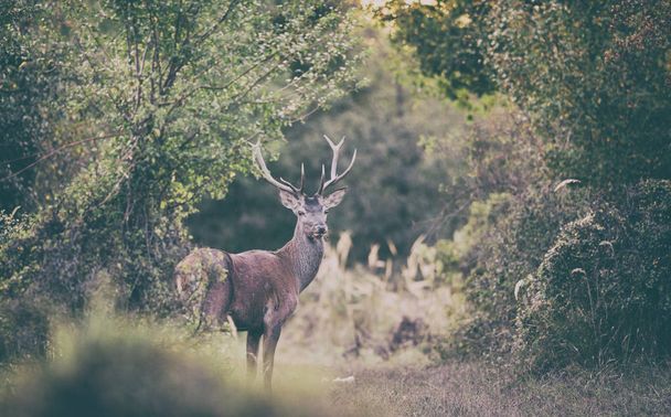 Red deer in forest - Photo, Image