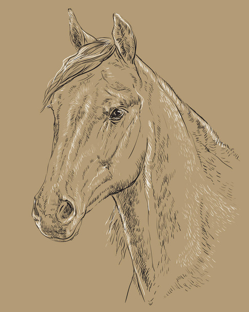 Pferdeporträt-3 auf braunem Hintergrund - Vektor, Bild