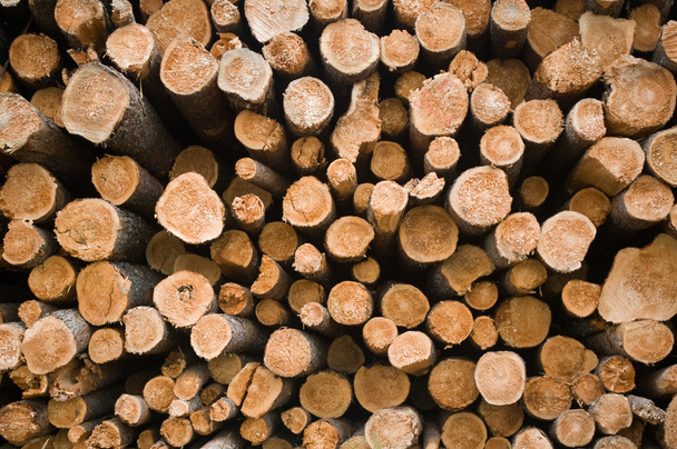 Montón de troncos
 - Foto, imagen