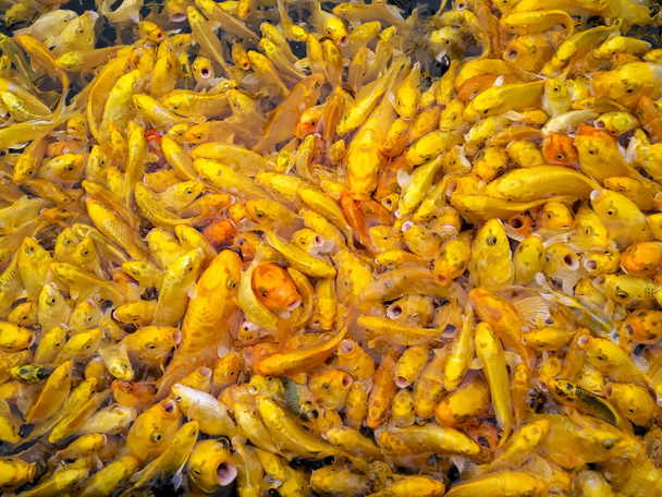 carpe Koi dorate affollate in cerca di cibo in uno stagno
 - Foto, immagini