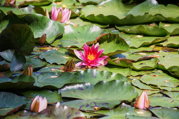 Цветущие розовые водяные лилии и зеленые листья на уровне воды пруда
. - Фото, изображение