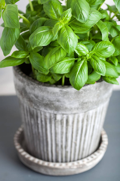 fresh basil herb in flowerpot - Photo, Image