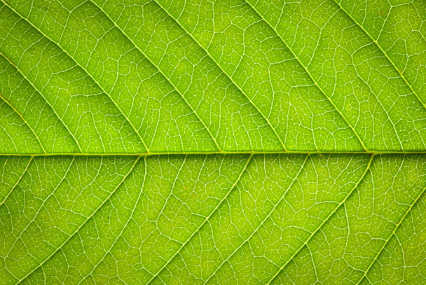 close up of green leaf texture - Fotoğraf, Görsel