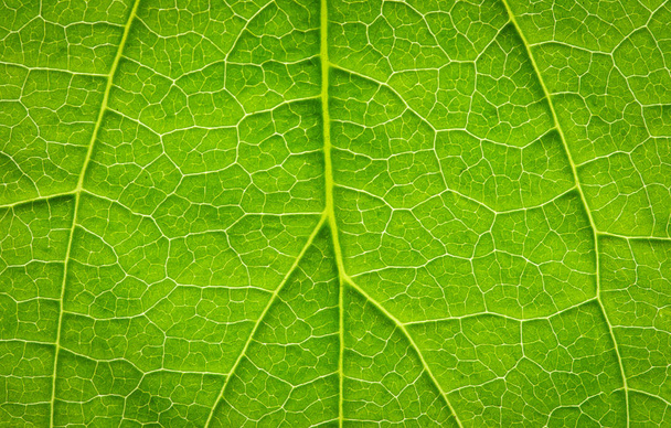 close up of green leaf texture - Фото, изображение