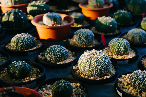 Lähikuva ihana pieni Astrophytum kaktus potin, jono tra
 - Valokuva, kuva
