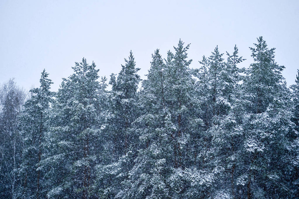 Spruce forest during a snowfall. Background. - Фото, зображення