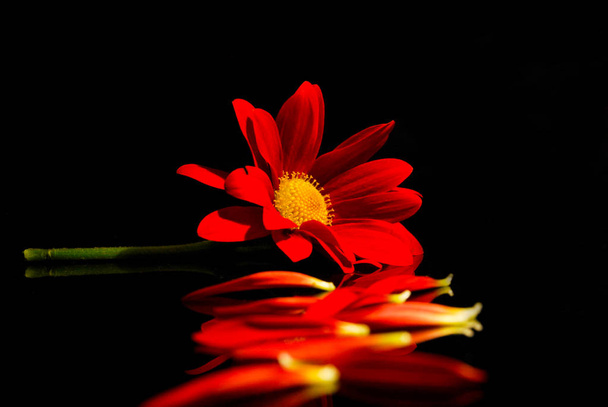 Kırmızı ve sarı chrysanthmum siyah bir arka plan - Fotoğraf, Görsel