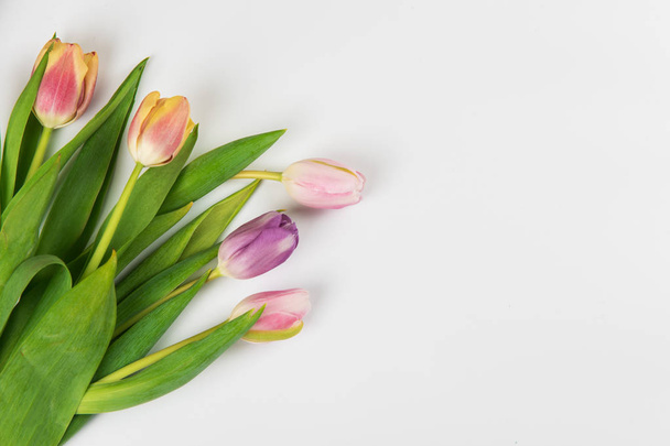 Тюльпаны на белом фоне - Фото, изображение