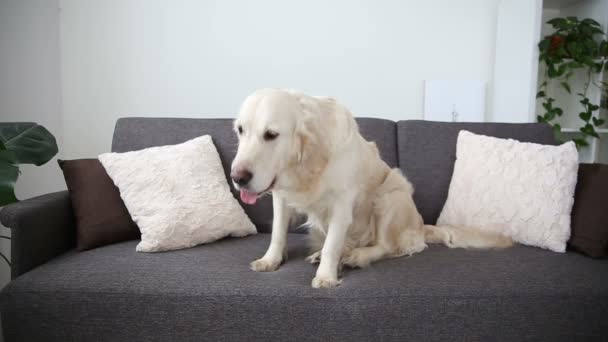 life of domestic pets in the family. A beautiful golden retriever is resting on the couch. loneliness in anticipation of the hosts. - Πλάνα, βίντεο
