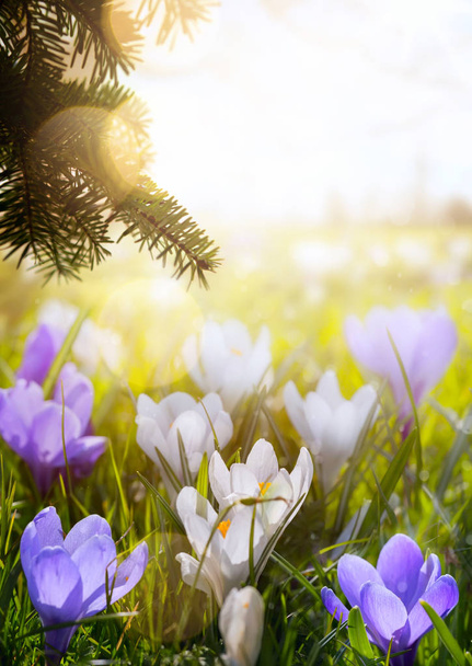art floraison Fleurs de printemps ; Joyeuse journée de Pâques
;  - Photo, image