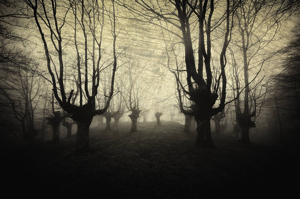 bosque aterrador con árboles espeluznantes
 - Foto, Imagen