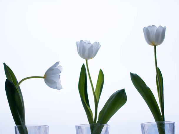 Tulips in glasses on the window. - Foto, Imagen