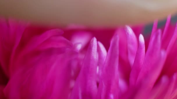 Megható, rózsaszín, lila virág - Felvétel, videó