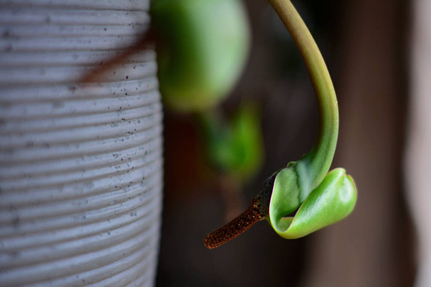 zamioculcas zamiifolia flor planta florescendo
 - Foto, Imagem