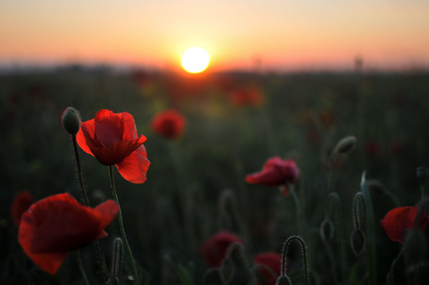Beautiful red poppies at field  - Photo, Image
