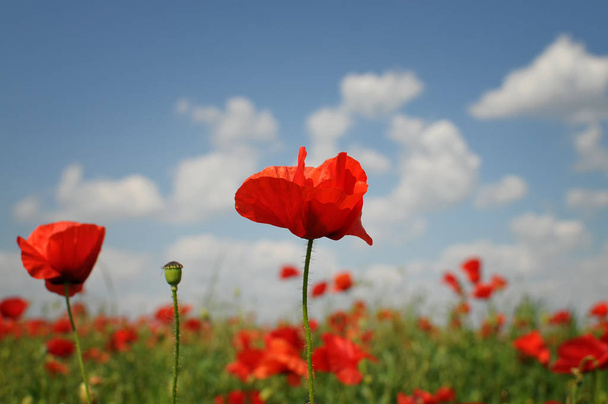 schöne rote Mohnblumen auf dem Feld - Foto, Bild