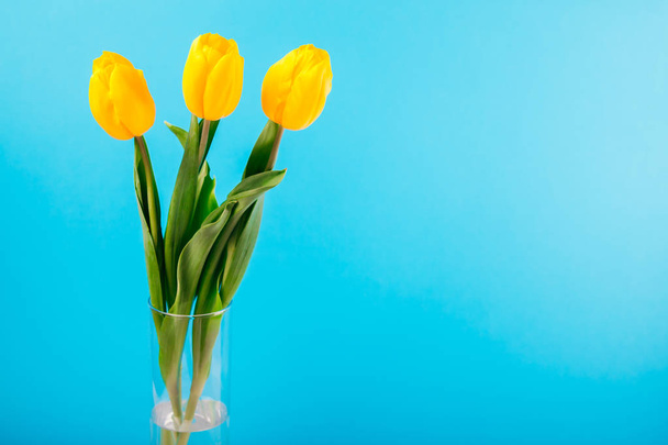 Tulipani gialli in vaso su fondo blu
 - Foto, immagini