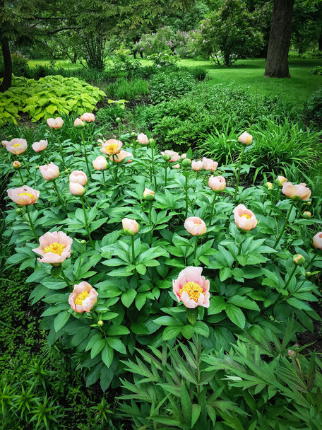 Peonía rosa en el hermoso jardín de verano
 - Foto, imagen