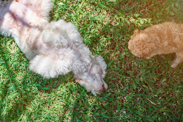 Poopdle ママと緑の草の子犬 - 写真・画像