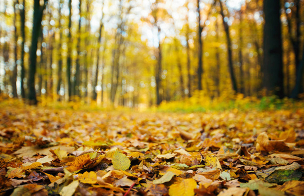 Golden autumnal forest with sunbeams - Fotó, kép