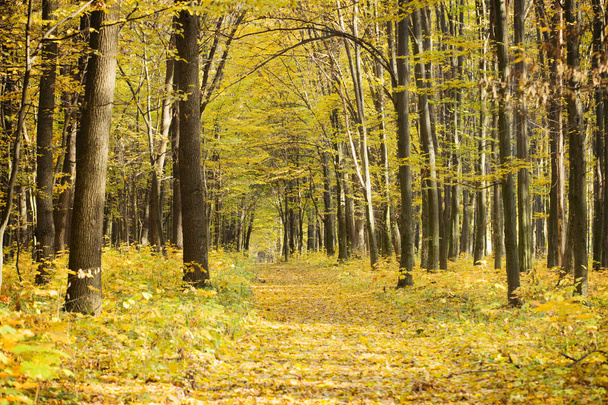 Pathway through the autumn forest - Фото, зображення