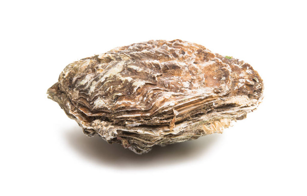 море oyster ізольовані
  - Фото, зображення