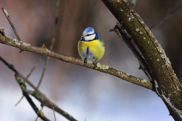A small fluffy eurasian blue tit sits on a lichen-covered branch. - Foto, Imagem