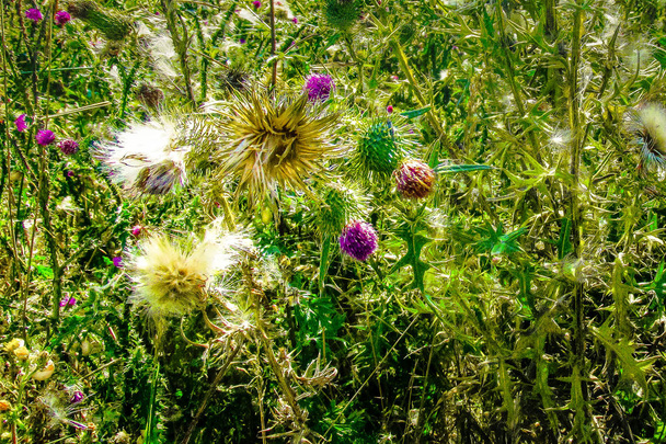 Wilde bloemen veld close-up in Frankrijk - Foto, afbeelding