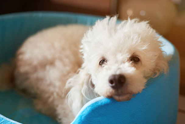 Lähikuva söpö pörröinen koira
 - Valokuva, kuva