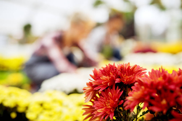 две красивые молодые женщины-садовницы, работающие в современной теплице, цветы на переднем плане
  - Фото, изображение