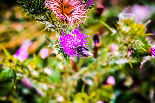 Wilde bloemen veld close-up in Frankrijk - Foto, afbeelding