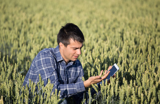 Çiftçi tablet yeşil buğday alanı ile - Fotoğraf, Görsel