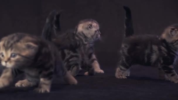 黒の背景映像ビデオのスコットランドのカエル種の子猫 - 映像、動画