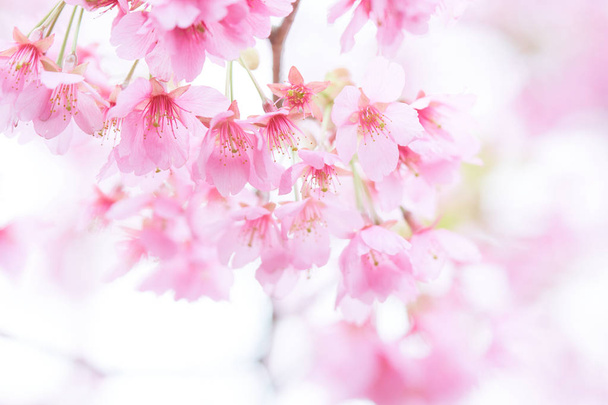 Pink cherry blossom(Cherry blossom, Japanese flowering cherry) on the Sakura tree. Sakura flowers are representative of Japanese flowers. The main part of the winter pass. I love everyone. - Photo, Image
