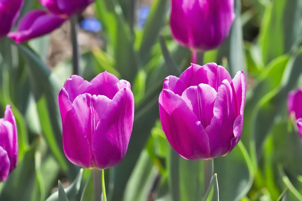  Belleza azul tulipán (Tulipa, Liliaceae
) - Foto, imagen